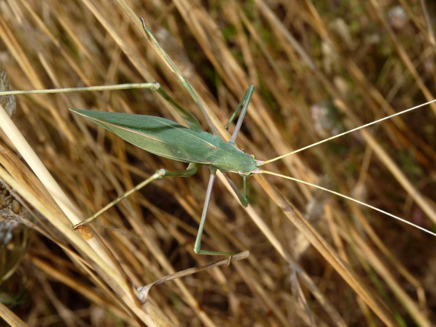Acrometopa cf . italica